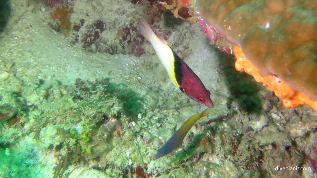 Black belt Hogfish at Dolphin House diving Moalboal Cebu in the Philippines by Diveplanit