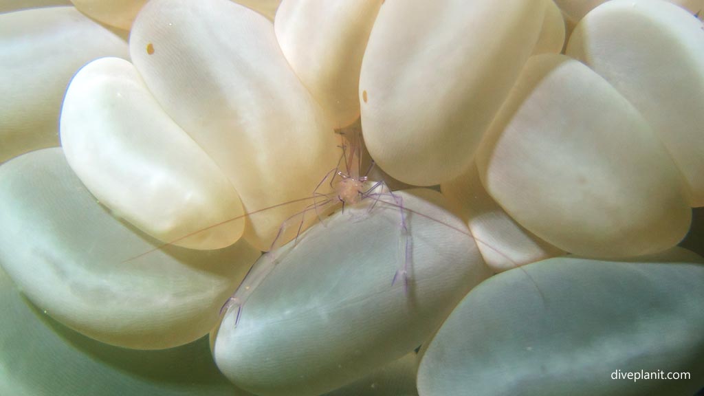 Bubble coral shrimp at Dolphin House diving Moalboal Cebu in the Philippines by Diveplanit