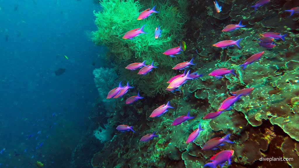 Purple anthias on the sea mount wall at Twin Tunnels diving Tulagi in the Solomon Islands by Diveplanit