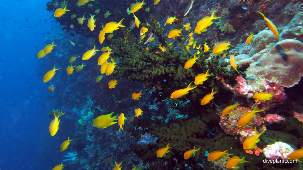 Scissor tail anthias on the wall at Twin Tunnels diving Tulagi in the Solomon Islands by Diveplanit