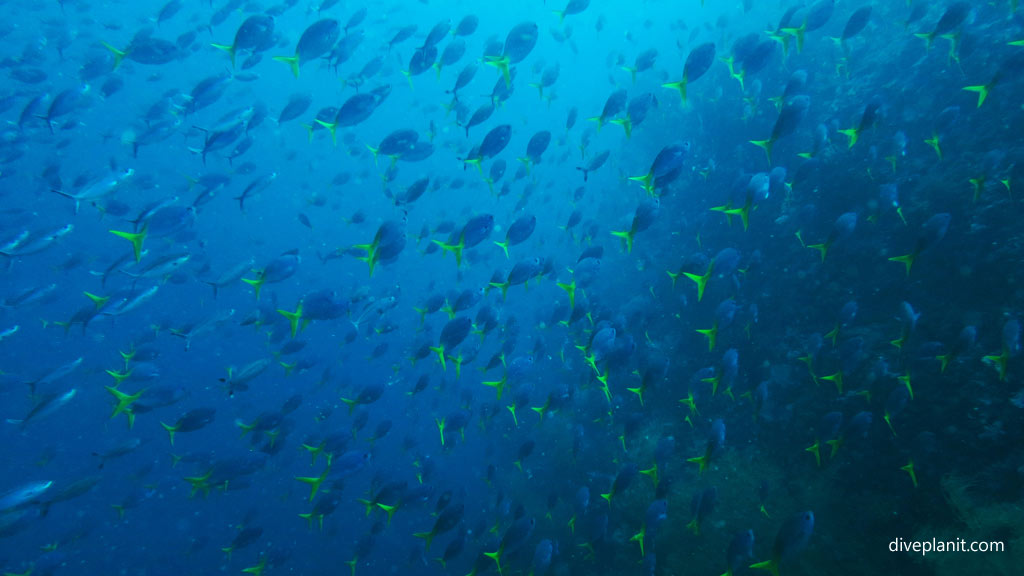 Blue and gold fusiliers at Twin Tunnels diving Tulagi in the Solomon Islands by Diveplanit