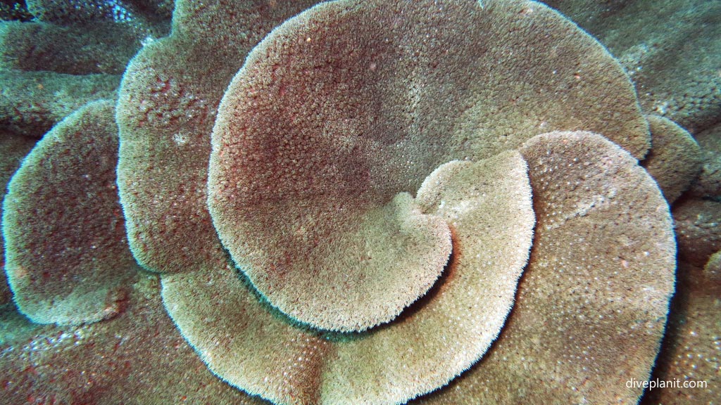 Coral spirals at Twin Tunnels diving Tulagi in the Solomon Islands by Diveplanit