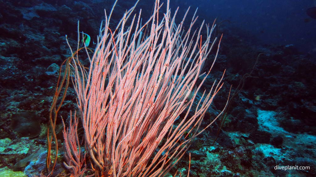 Whip coral at Shark Point diving Munda Reef in the Solomon Islands by Diveplanit