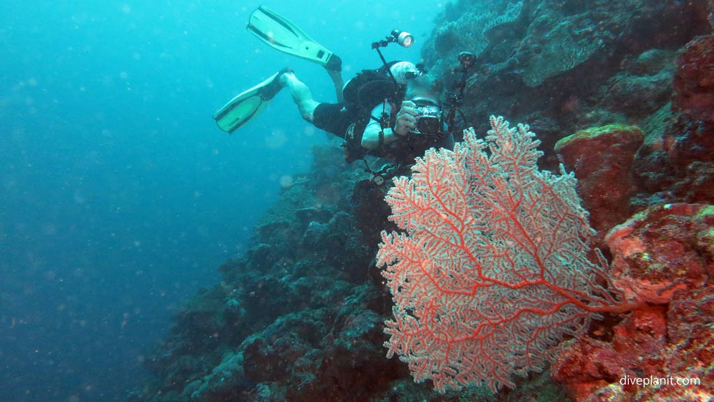 Diver photographing seafan at Munda Reef diving Munda Reef in the Solomon Islands by Diveplanit