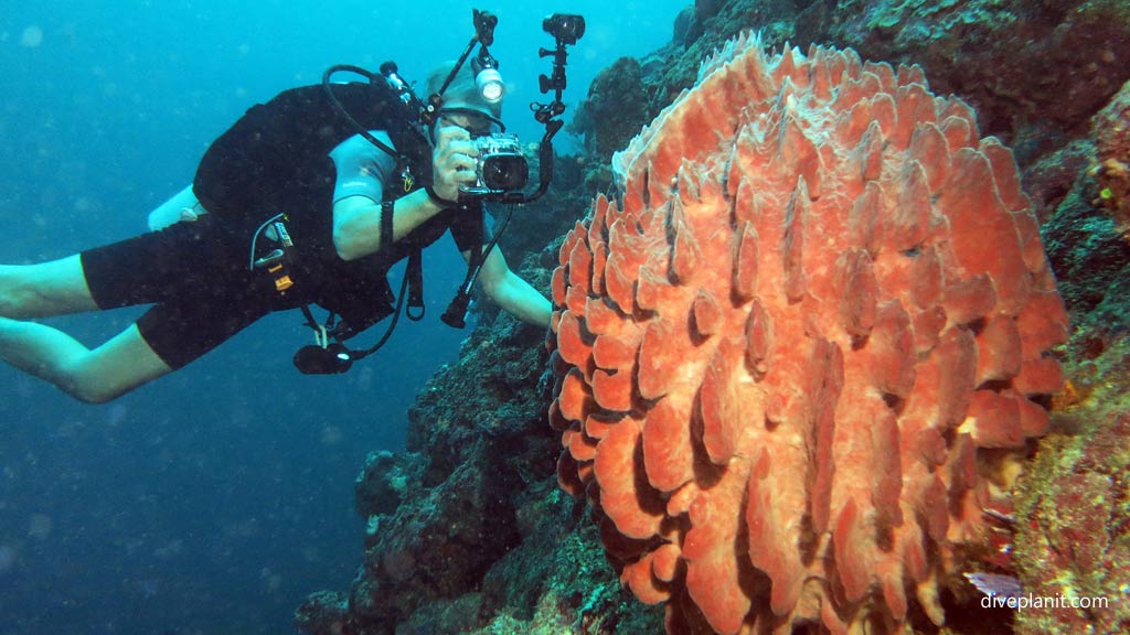 Sponge barrel with diver photographing at Munda Reef diving Munda Reef in the Solomon Islands by Diveplanit