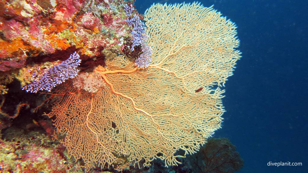 Orange seafan with blue behind at Munda Reef diving Munda Reef in the Solomon Islands by Diveplanit