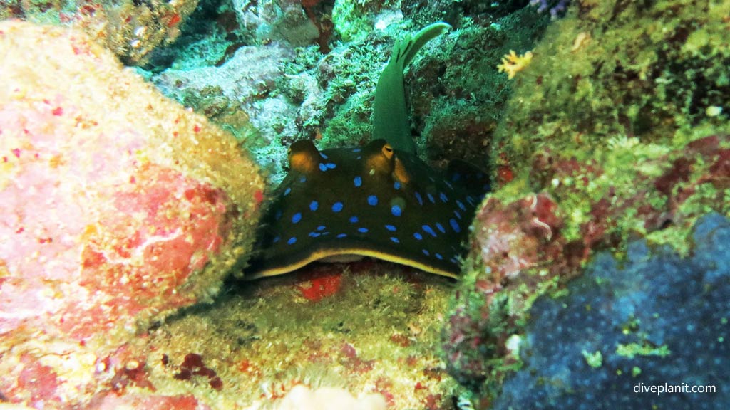 Blue spotted ray hiding at Munda Reef diving Munda Reef in the Solomon Islands by Diveplanit