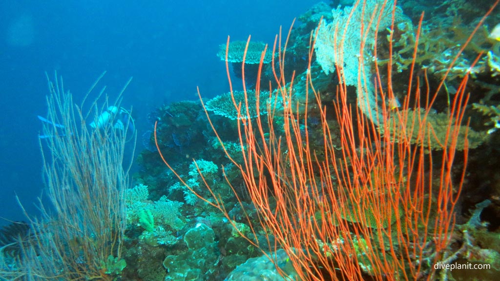 Orange whip coral bunch at Hapi Reef diving Munda in the Solomon Islands by Diveplanit