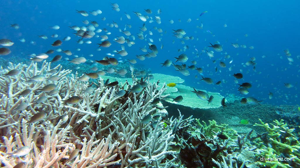 Humbugs above the staghorn diving Munda with Dive Munda in the Solomon Islands by Diveplanit