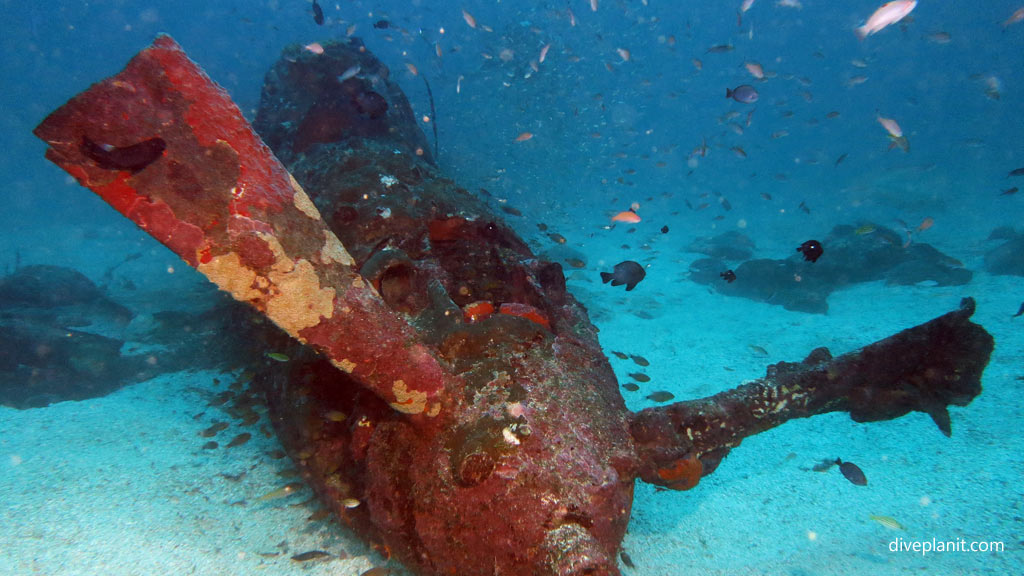 From the front at Airacobra Wreck diving Munda in the Solomon Islands by Diveplanit