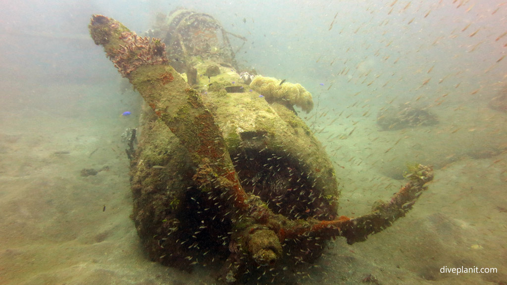 From the front at Dauntless Wreck diving Munda in the Solomon Islands by Diveplanit