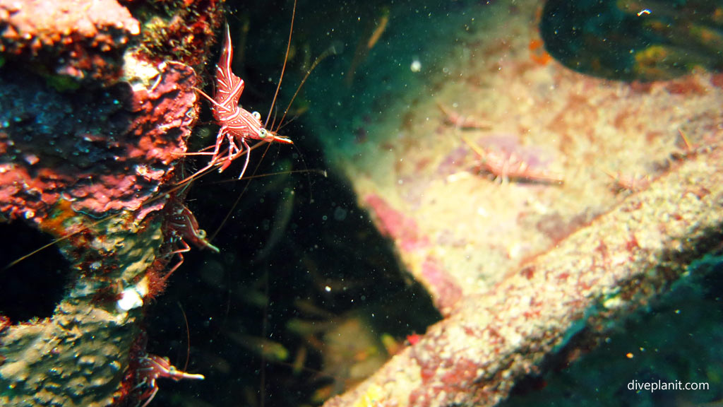 Inside is crawling with shrimp at Dauntless Wreck diving Munda in the Solomon Islands by Diveplanit