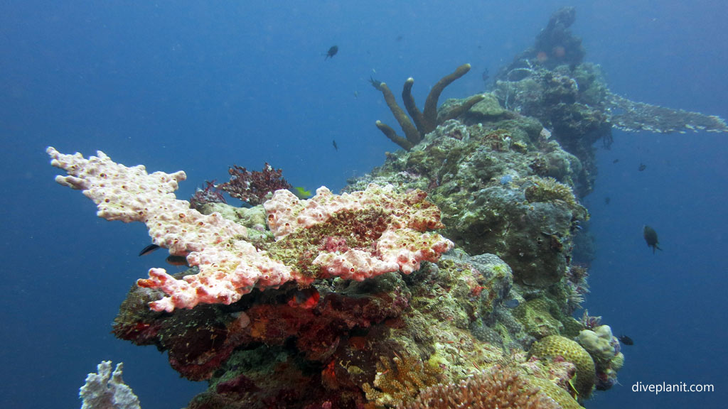 Coral encrusts the shallowest mast at Toa Maru diving Gizo in the Solomon Islands by Diveplanit