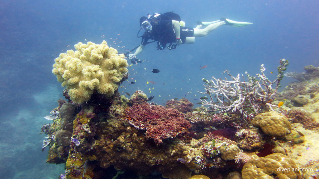 Diver above the port bow at Toa Maru diving Gizo in the Solomon Islands by Diveplanit