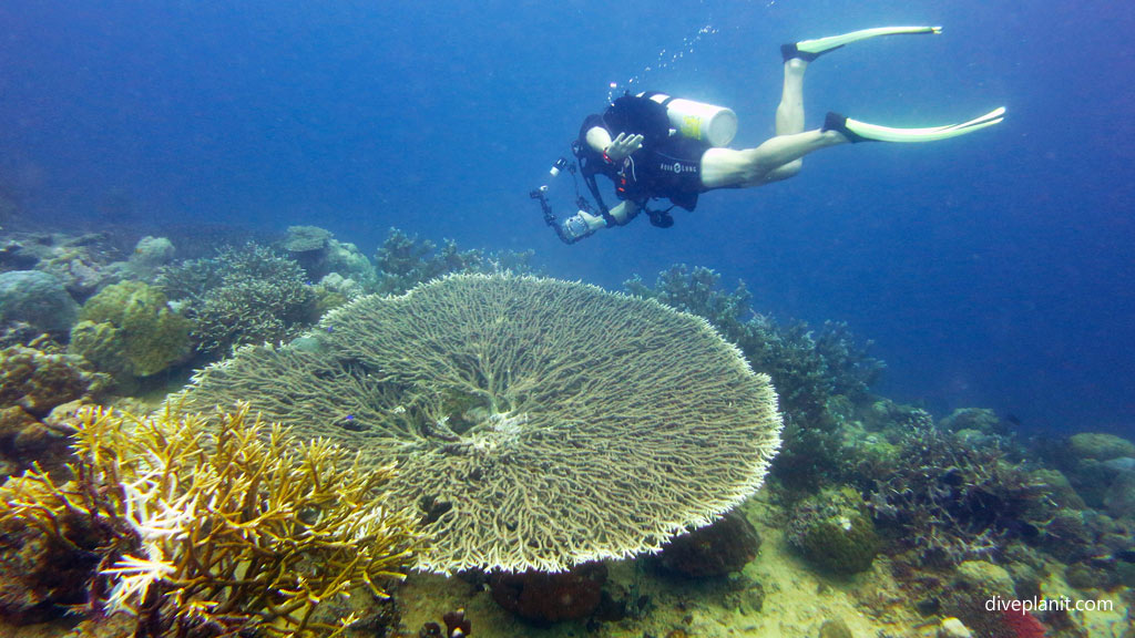 Large branching corals have grown since 1943 at Toa Maru diving Gizo in the Solomon Islands by Diveplanit