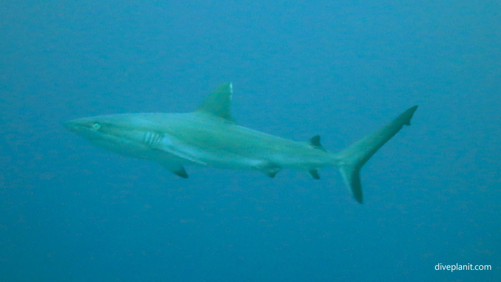 Grey Reef Shark at Grand Central Station diving Gizo in the Solomon Islands by Diveplanit