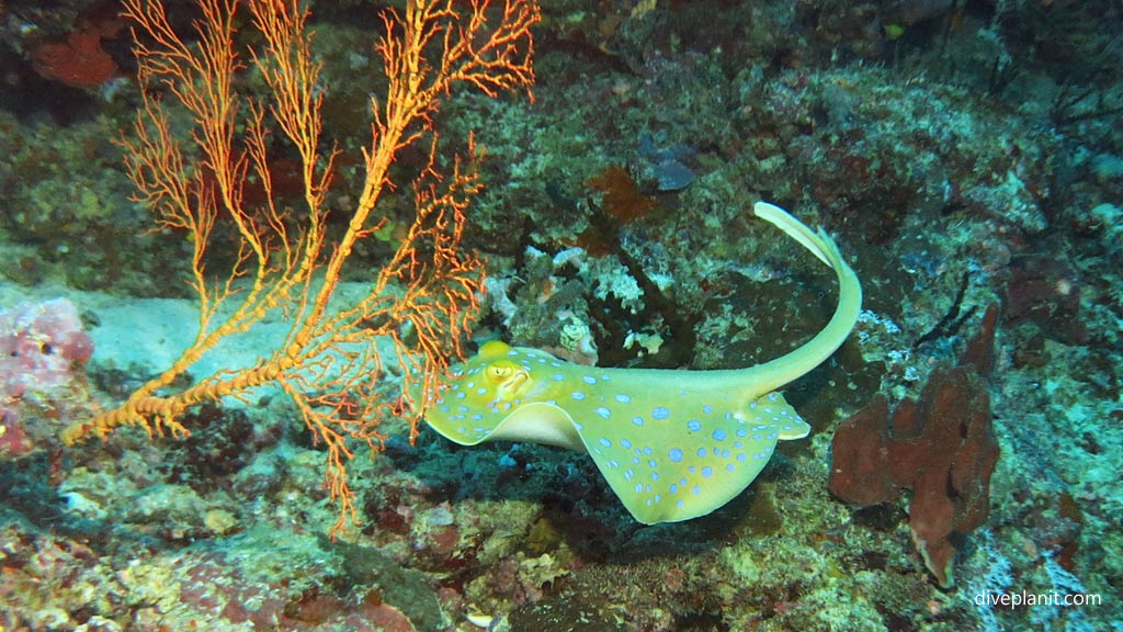Blue spotted ray at Secret Spot diving Gizo in the Gizo by Diveplanit