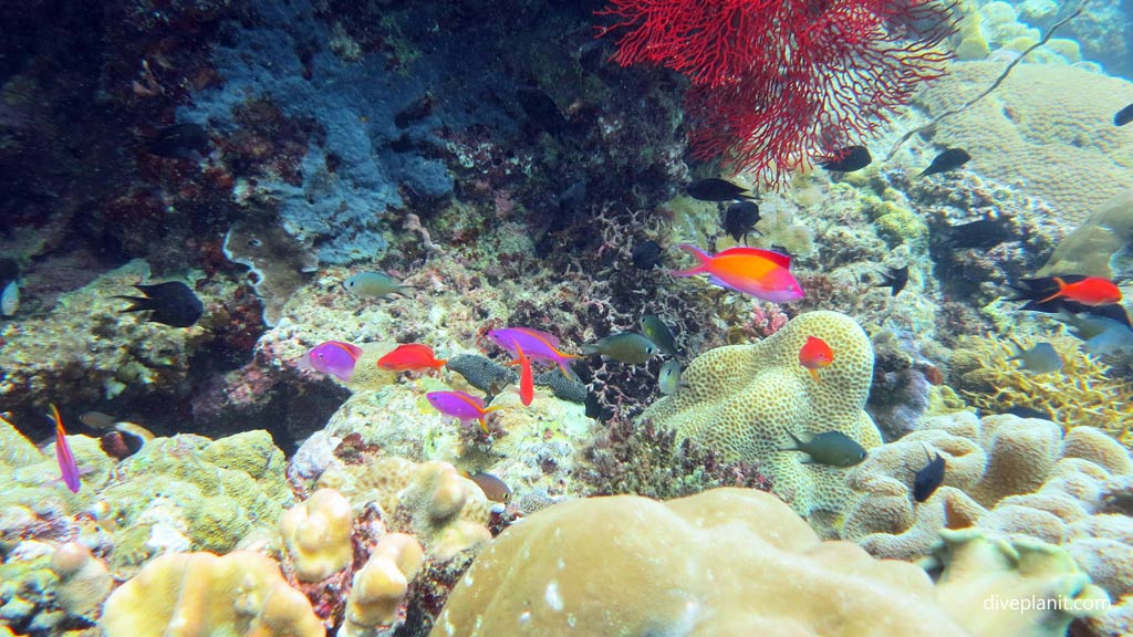 Colourful anthias at Secret Spot diving Gizo in the Gizo by Diveplanit
