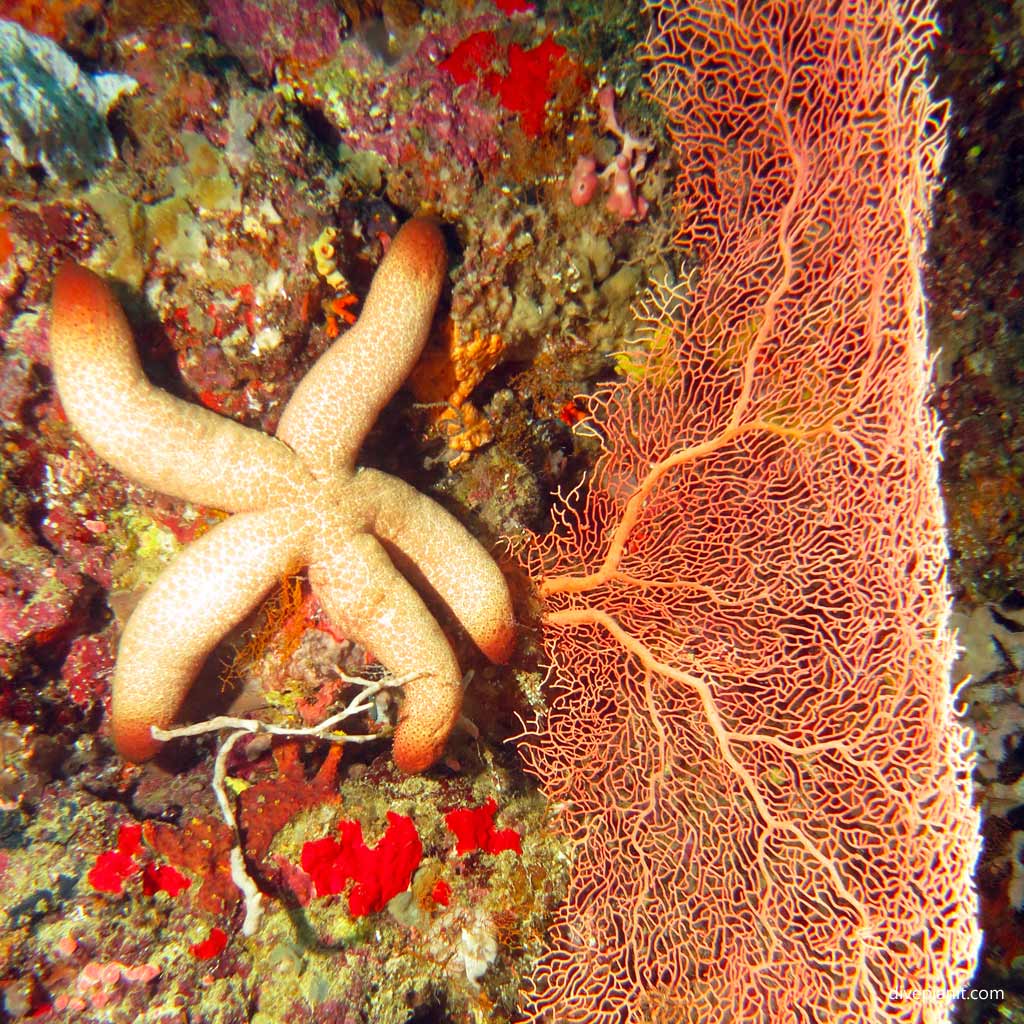 Seastar that was half a metre across at Joes Wall diving Gizo in the Gizo by Diveplanit