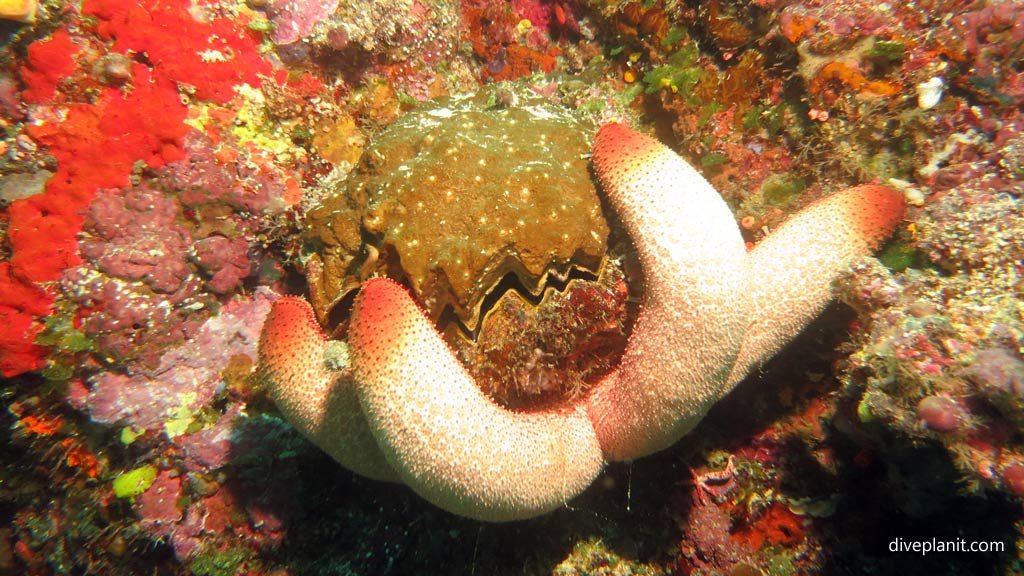 Giant seastar wrapped around cockscomb oyster shell at Joes Wall diving Gizo in the Gizo by Diveplanit