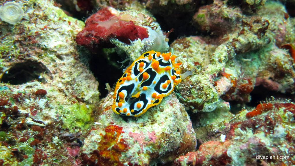 Ocellated Phyllidia Nudibranch at Joes Wall diving Gizo in the Gizo by Diveplanit
