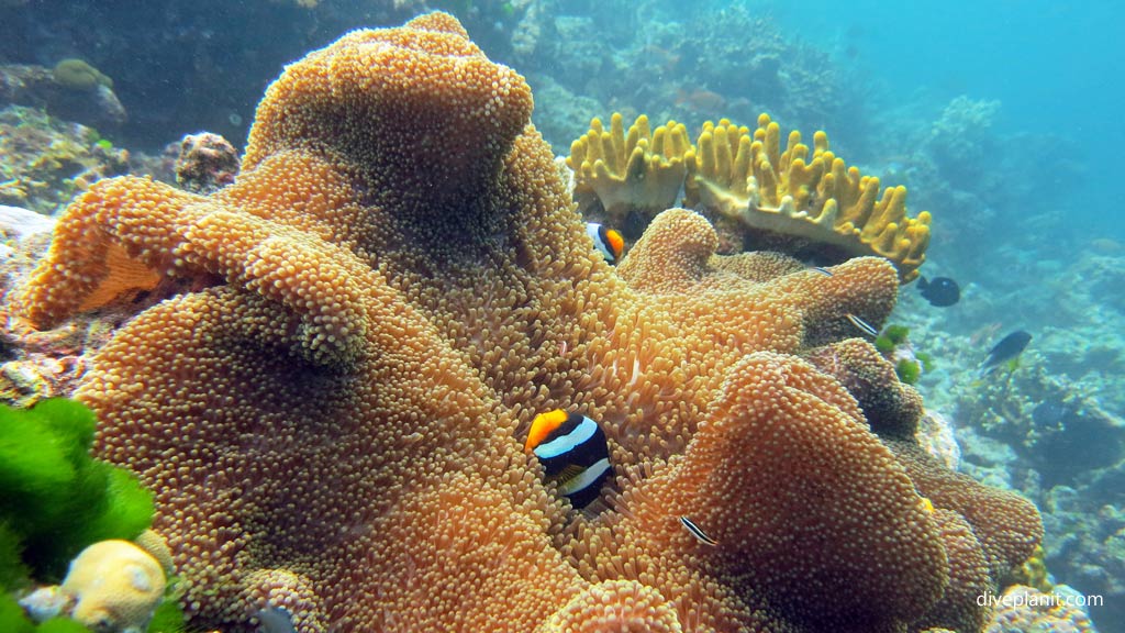 Clarks Anemonefish in anemone at Joes Wall diving Gizo in the Gizo by Diveplanit