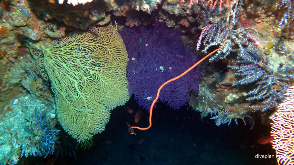 Colourful seafans line the upper edge at Twin Tunnels diving Tulagi in the Solomon Islands by Diveplanit