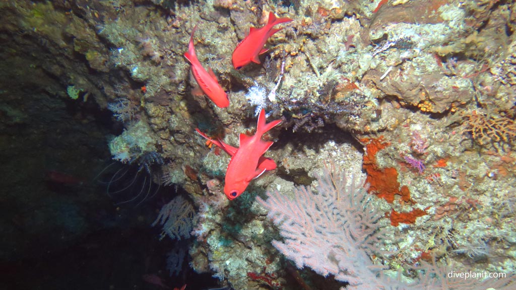 Soldiers guard the cave at the bottom at Twin Tunnels diving Tulagi in the Solomon Islands by Diveplanit