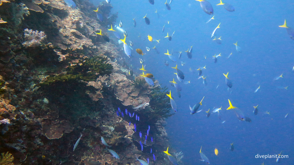 Variety of fish at the drop off diving Tulagi with Tulagi Dive in the Solomon Islands by Diveplanit