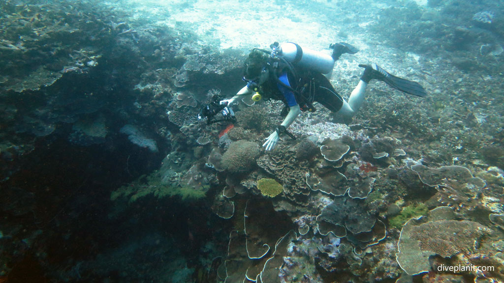 You want me to go down there diving Tulagi with Tulagi Dive in the Solomon Islands by Diveplanit