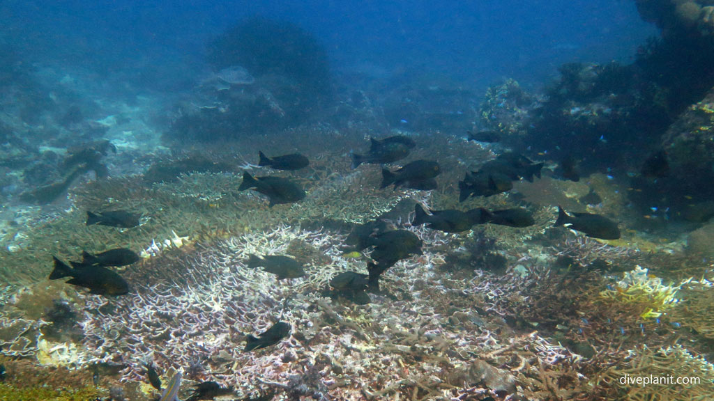 Snapper arrive for a feed at Twin Tunnels diving Tulagi in the Solomon Islands by Diveplanit