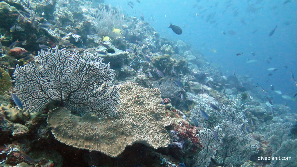 Diversity of coral and marinelife at Shark Point diving Munda Reef in the Solomon Islands by Diveplanit