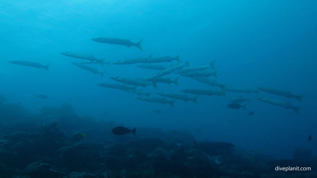 Barracuda in the shallows at Shark Point diving Munda Reef in the Solomon Islands by Diveplanit