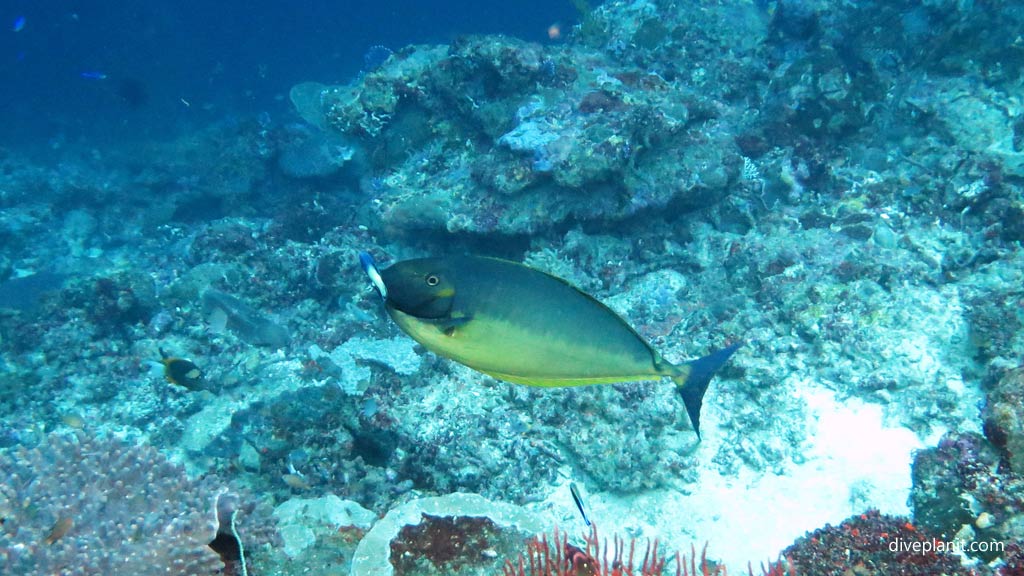 Sleek Unicornfish gets a clean at Shark Point diving Munda Reef in the Solomon Islands by Diveplanit