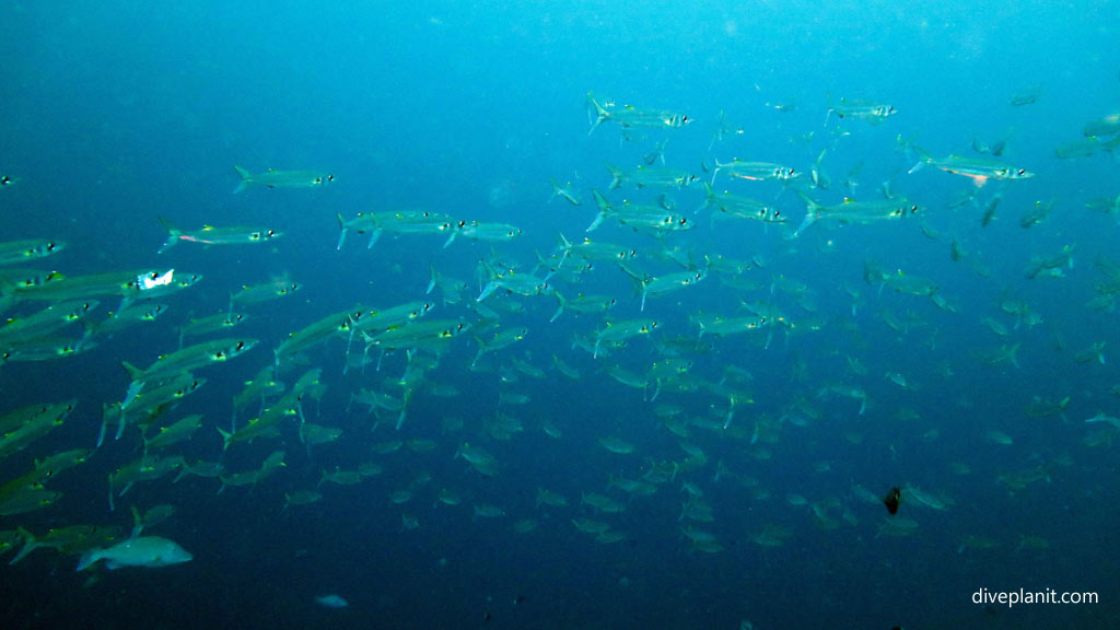 School of scad passing by at Shark Point diving Munda Reef in the Solomon Islands by Diveplanit