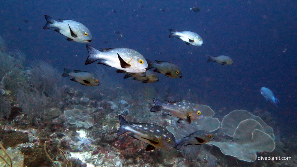 Midnight Snapper feeding at Shark Point diving Munda Reef in the Solomon Islands by Diveplanit