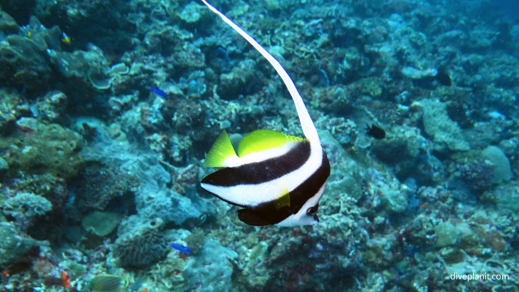Longfin Bannerfish at Shark Point diving Munda Reef in the Solomon Islands by Diveplanit
