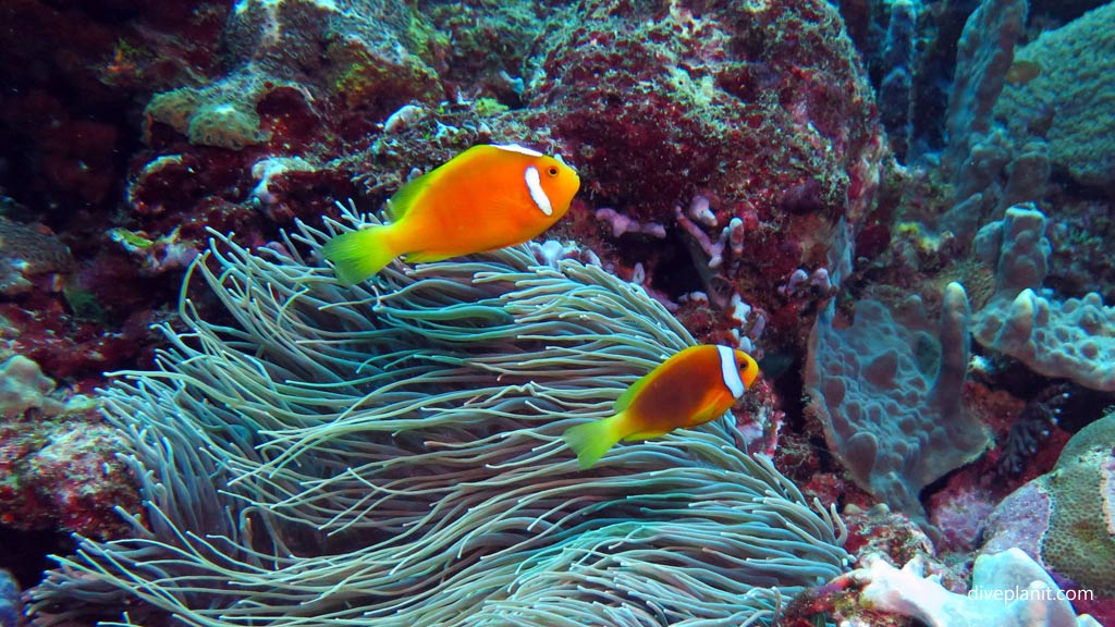 White-bonnet and unknown Anemonefish at Shark Point diving Munda Reef in the Solomon Islands by Diveplanit