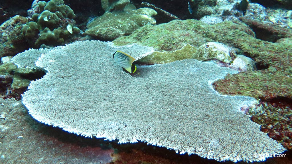 Chevroned Butterflyfish above the coral at Shark Point diving Munda Reef in the Solomon Islands by Diveplanit