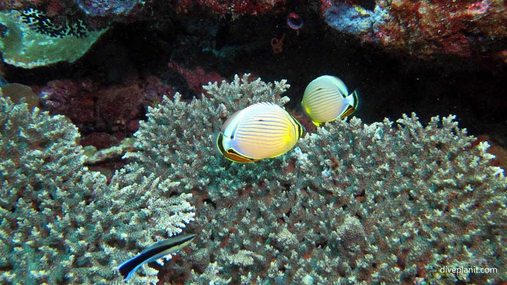 Two Redfin Butterflyfish at Shark Point diving Munda Reef in the Solomon Islands by Diveplanit