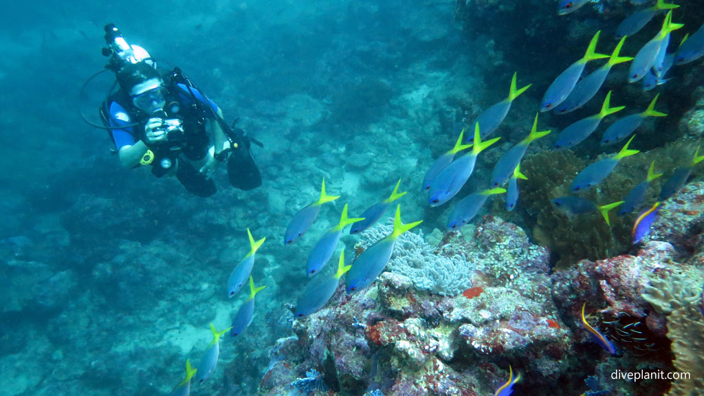 Yellow tailed fusiliers running down the reef with diver at Munda Reef diving Munda Reef in the Solomon Islands by Diveplanit