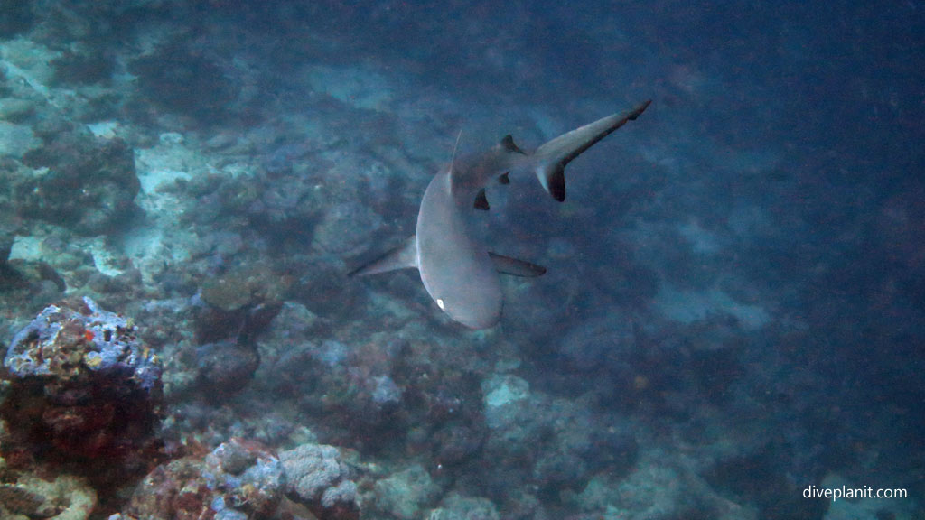 Grey Reef Shark turns at Munda Reef diving Munda Reef in the Solomon Islands by Diveplanit