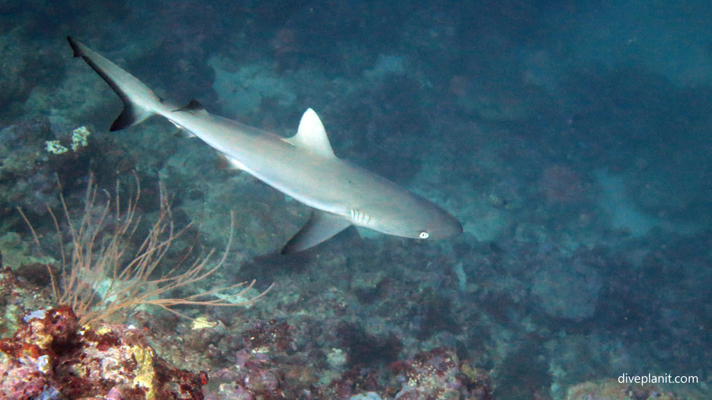 Grey Reef Shark passing by at Munda Reef diving Munda Reef in the Solomon Islands by Diveplanit