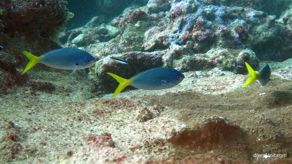 Fusiliers leaving the cleaning station at Munda Reef diving Munda Reef in the Solomon Islands by Diveplanit