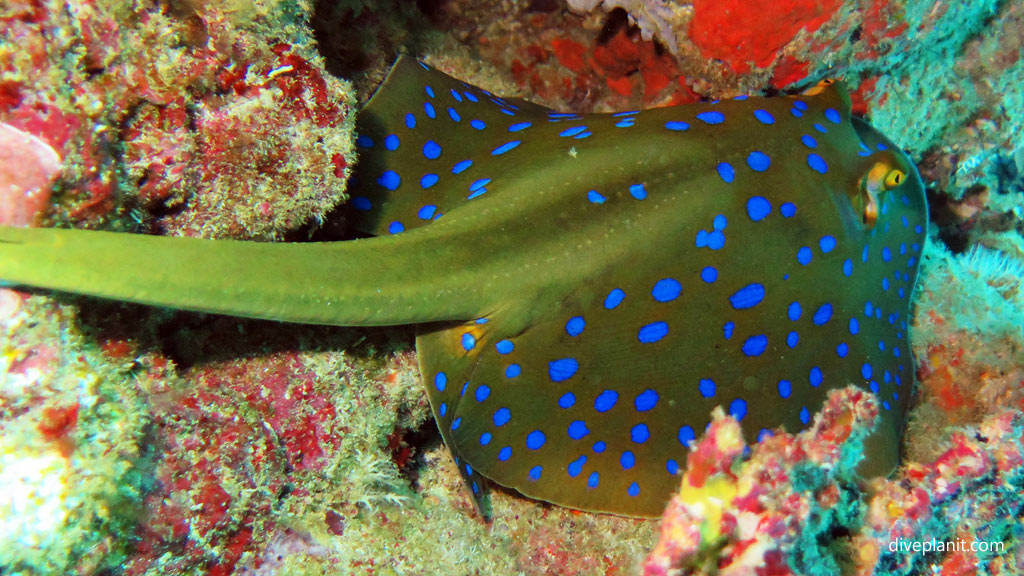 Blue-Spotted Ray looks out at Munda Reef diving Munda Reef in the Solomon Islands by Diveplanit