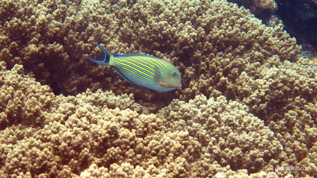 Blue-lined Surgeon at Munda Reef diving Munda Reef in the Solomon Islands by Diveplanit