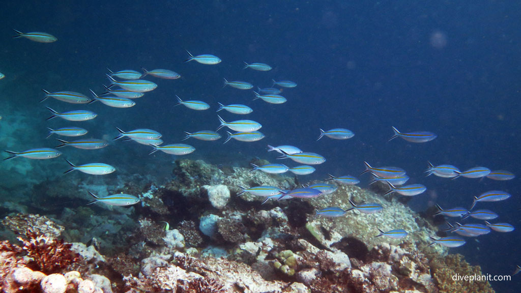 Scissortail Fusiliers at Munda Reef diving Munda Reef in the Solomon Islands by Diveplanit
