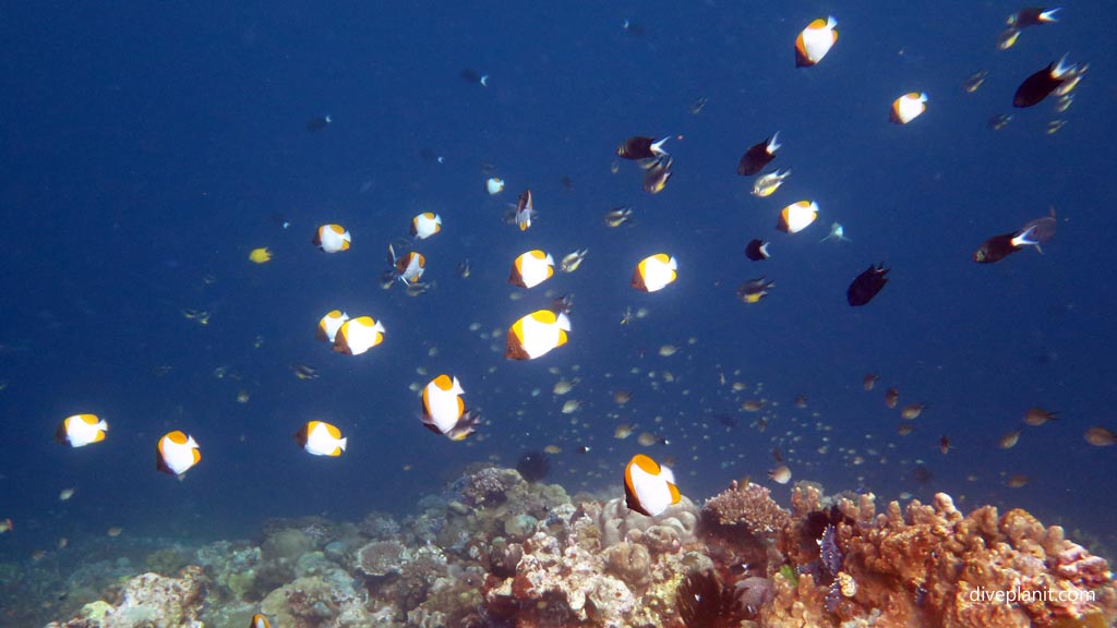 Pyramid butterflyfish on the reef at Hapi Reef diving Munda in the Solomon Islands by Diveplanit