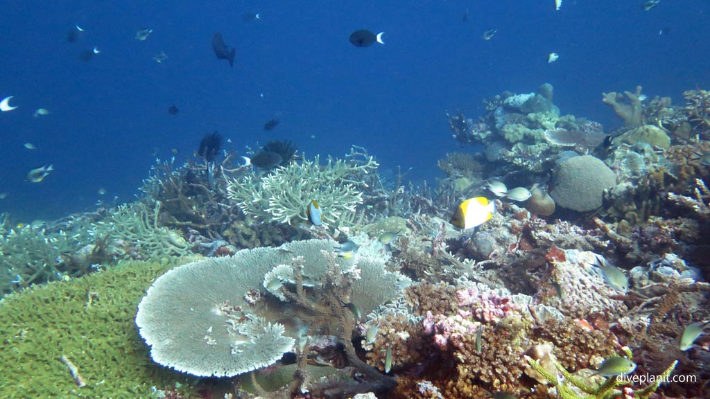 Pyramid butterflyfish on the reef at Hapi Reef diving Munda in the Solomon Islands by Diveplanit