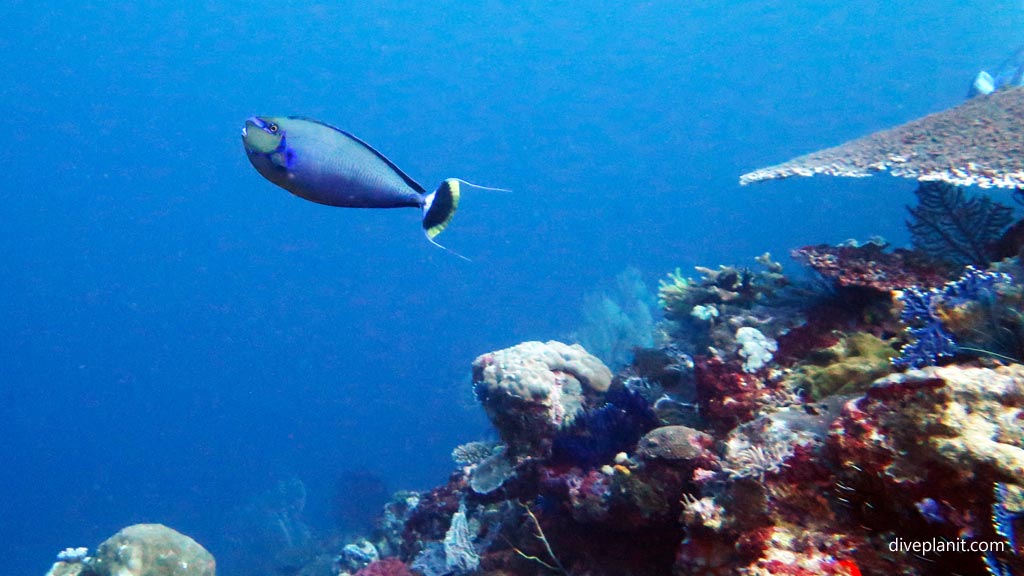 Bignose Unicornfish at Hapi Reef diving Munda in the Solomon Islands by Diveplanit